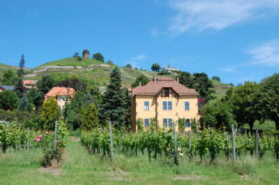 Weingut Hofl�ssnitz